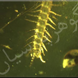 گوهرشناسی آموزش گوهرشناسی