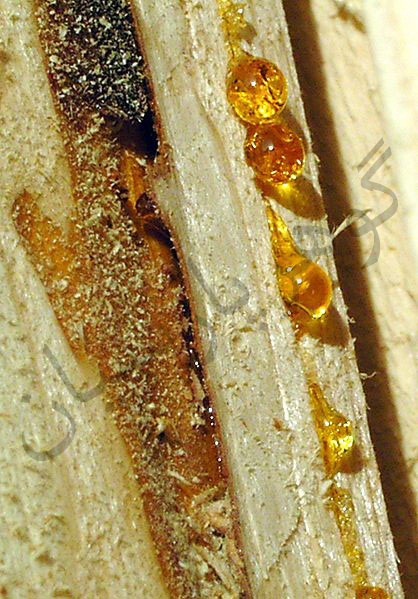 کهربا گوهرشناسی