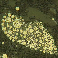 Pyrite سنگ شناسی